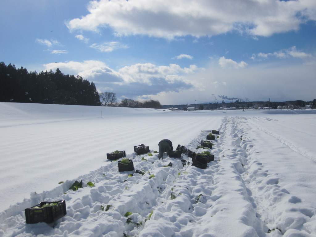 雪の中のキャベツ