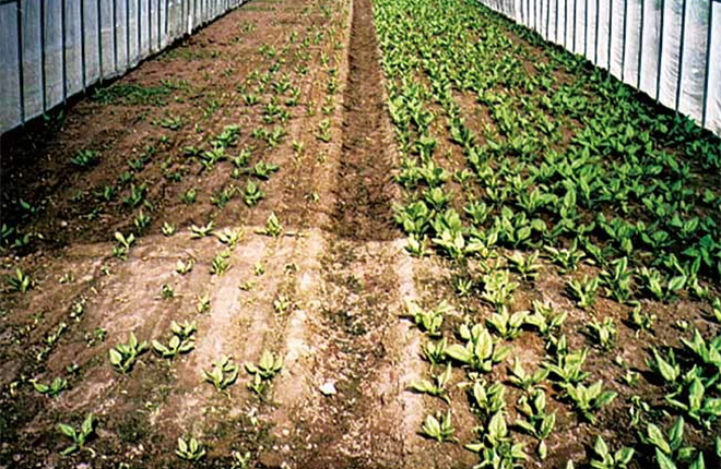 大規模野菜産地における連鎖障害の発生。土壌消毒なしには工作不能。