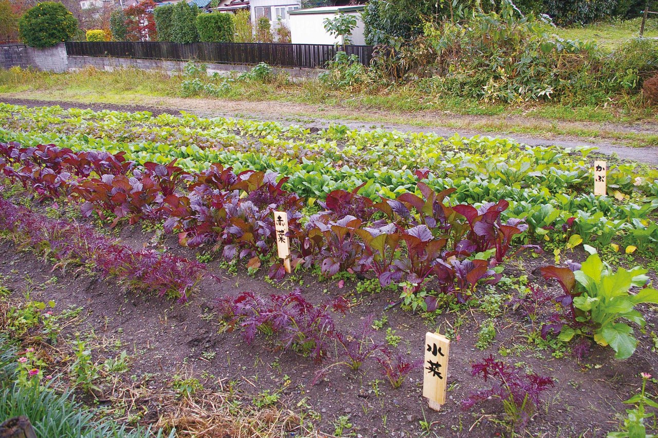 　「豆太郎」の圃場には様々な野菜が栽培されていた