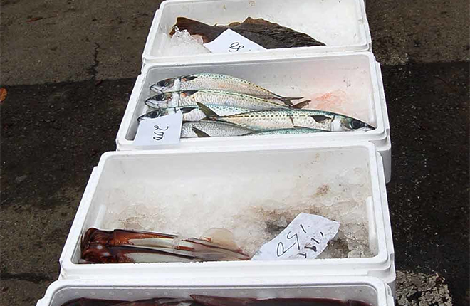 大船渡から魚の産直の出張販売も