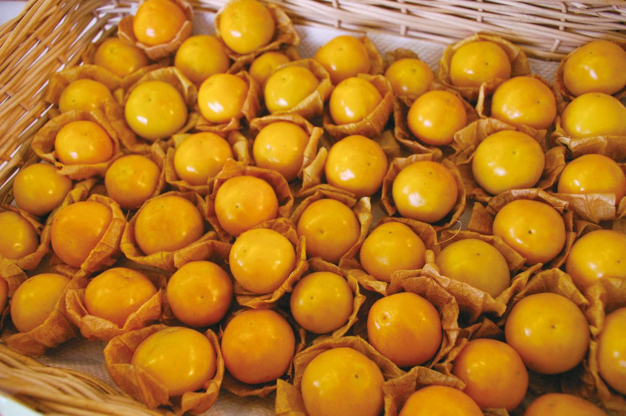 鮭川で産地化を進める食用ほおづき