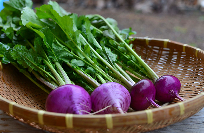 伝統野菜　開田カブ