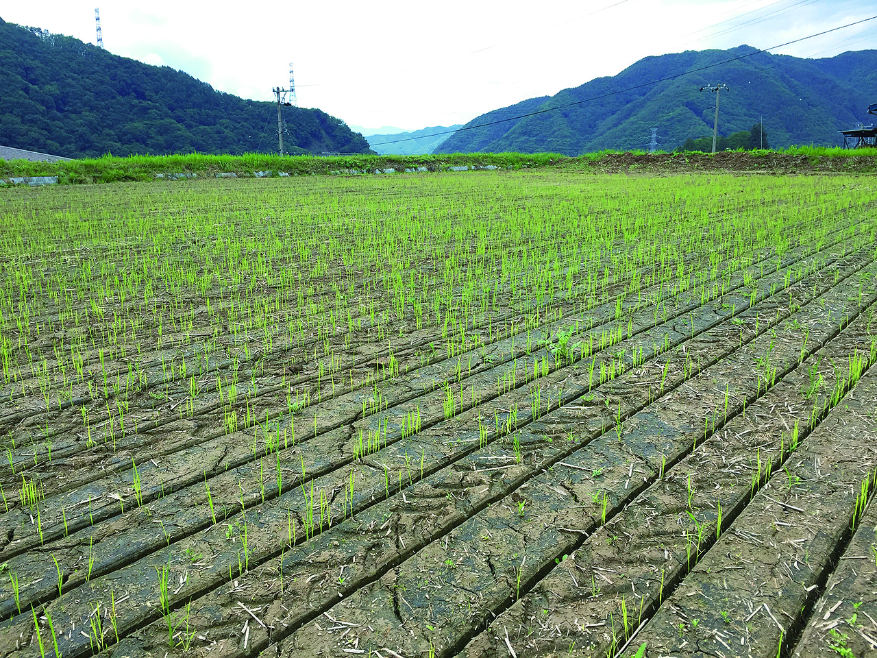 V溝乾田直播の田。溝に播いた種籾が芽吹いた様子