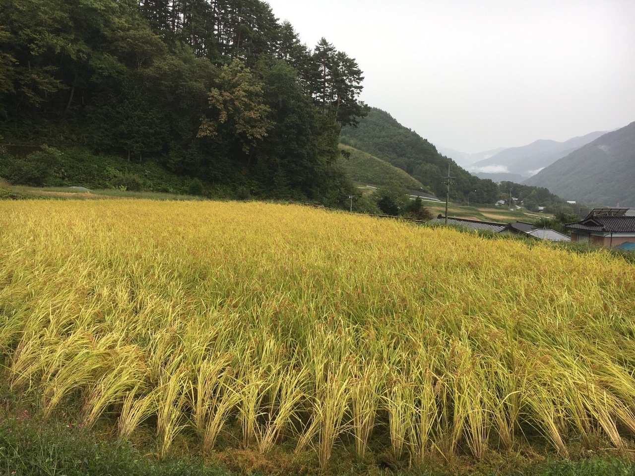 収穫間近の圃場